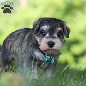 Barney, Miniature Schnauzer Puppy